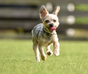 大正製薬『わんちゃんの健康に関する意識調査』を実施