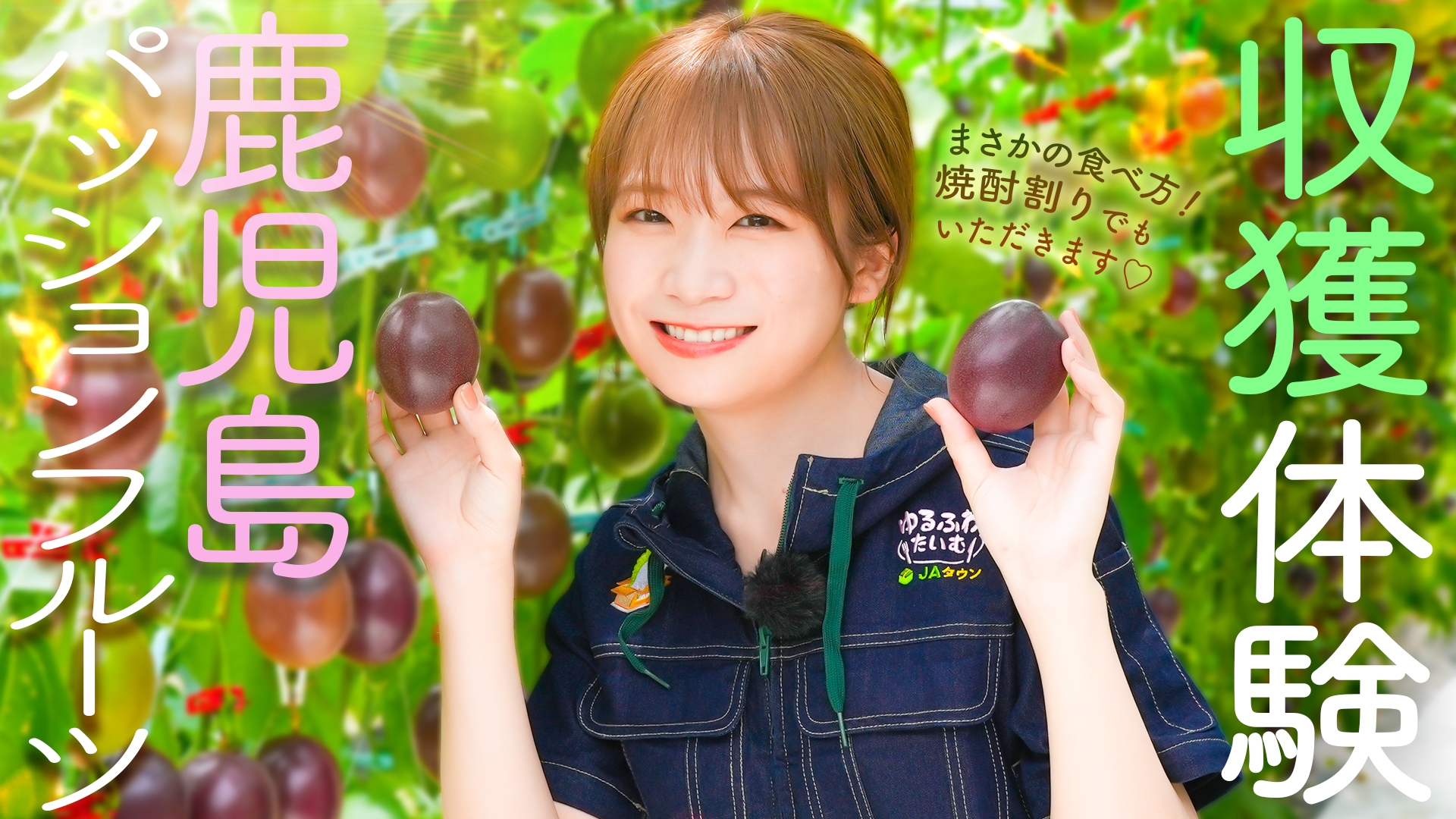 秋元真夏さんが鹿児島県でパッションフルーツを収穫! YouTube番組「ゆるふわたいむ」 生産者直伝の「パッションフルーツ焼酎割り」も体験