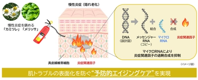 “隠れ老化”である慢性炎症の鎮静に植物でアプローチ(2)