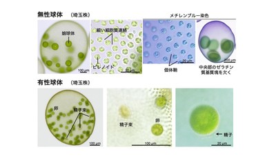 図3. ヒスイボルボックスの無性球体と有性球体（埼玉株）。無性球体の形態的特徴と雌雄同体型の有性生殖様式はVolvox dissipatrixと共通していた。