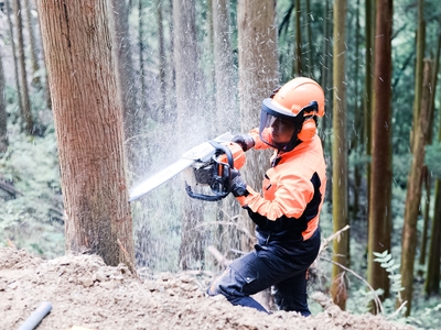 間伐は、森林の健全な生育に欠かせません