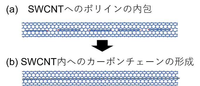 図3 SWCNT内への(a) ポリインの内包と(b) カーボンチェーンの形成