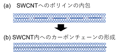 図３　SWCNT内への(a) ポリインの内包と(b) カーボンチェーンの形成