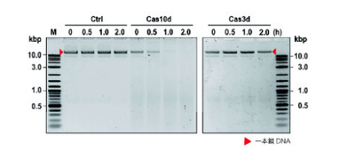 図2.試験管内での一本鎖DNA切断活性の検証.Type I-Eシステムで報告のあるCas3dではなく、Cas10dが一本鎖DAを分解することが示された。
