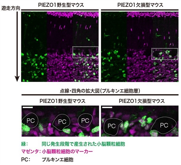 図2 PIEZO1野生型マウスおよびPIEZO1欠損型マウスの小脳切片における小脳顆粒細胞の遊走の比(スケールバーは10μm)