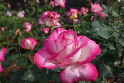 カリフォルニア・ドリーミング（5/5撮影）