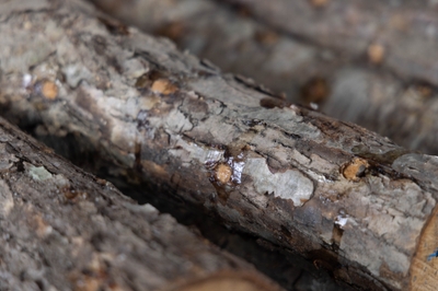 原木は、乾燥しにくいとされるミズナラやコナラを使う