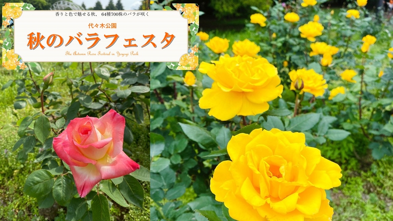 代々木公園「秋のバラフェスタ」10月9日（土）開催！野外ミニシアターも実施！