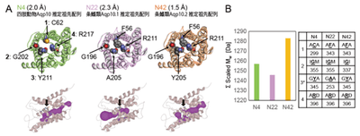 図2　推定祖先配列を用いたAqp10の分子計算による細孔構造予測と孔径、および細孔を形成するアミノ酸残基の分子量。（A）予測構造（上）と細孔予測（下）。各半径は上にある括弧内に記載。（B）ar/R選択フィルターを構成するアミノ酸残基の分子量の総和の比較。