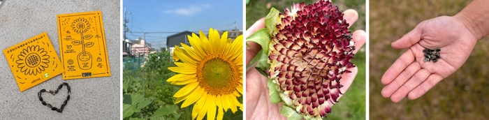 プロジェクトでのひまわりの流れ