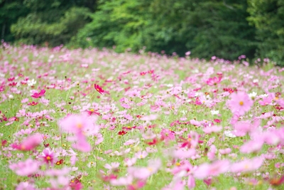 一面に咲くコスモス：センセーション。