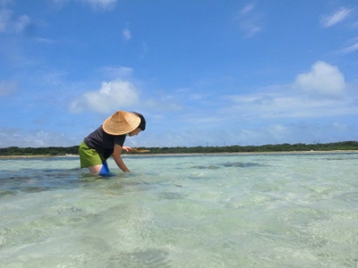 もずく収穫の様子