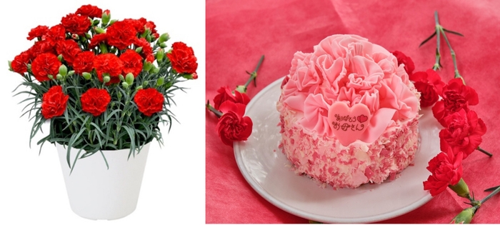 カーネーションケーキと鉢植えのセット