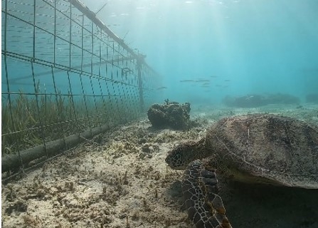 島周辺海域でのウミショウブ保護の様子 写真提供:環境省(いであ株式会社撮影)