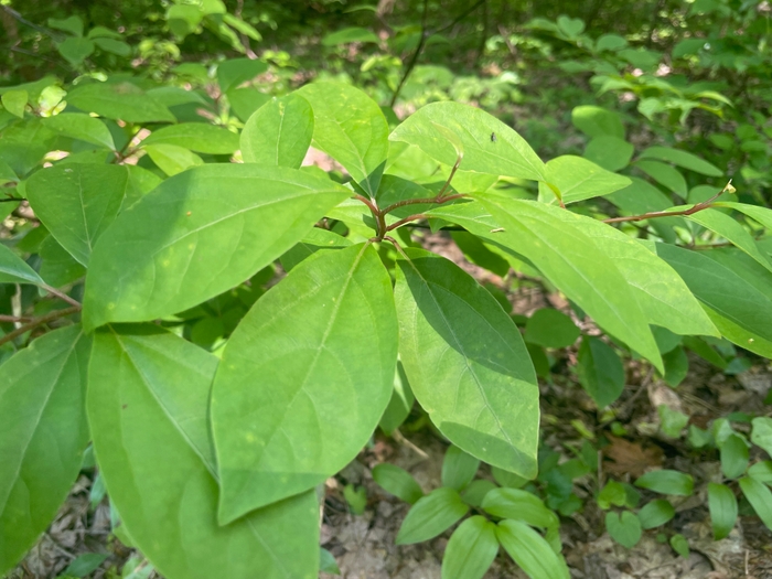 【八ッ杉和ハーブロード】にて