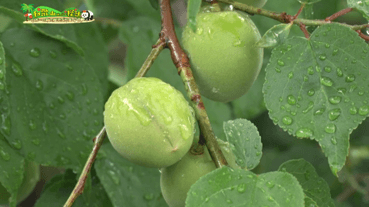 MXHMwYuhcoihFExS74oT.png?w=940&h=940