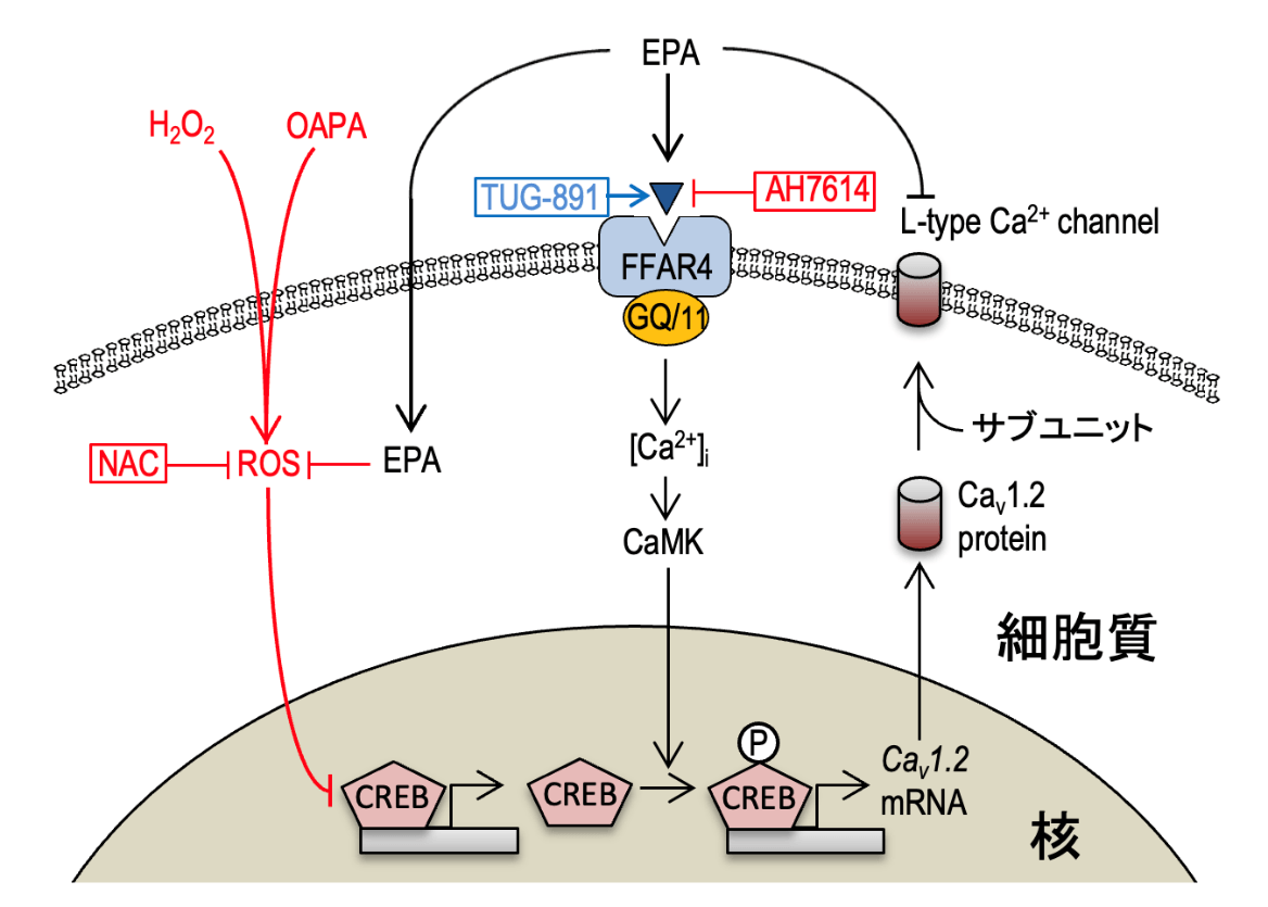 EPAが遊離脂肪酸受容体(FFAR4)を介する経路と、介さない経路により、心筋細胞の電気活動を担うL型Ca2+チャネルの発現を正常化する機構