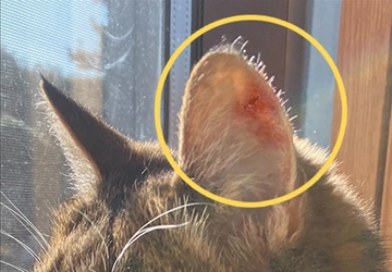 好獣性菌を利用した【抗かび性試験JIS L 1921】を運用開始！ペットの健康保護のため “より衛生にこだわった製品” を