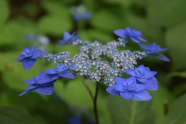 200株のサツキと15種1000株のアジサイがお出迎え！「初夏の六義園～さつきと和のあじさいを楽しむ～」6月15日(日)まで開催中！