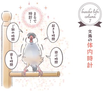 コラム「文鳥の体内時計」