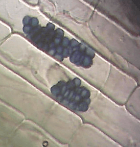 稲の根に内生している植物内生酵母