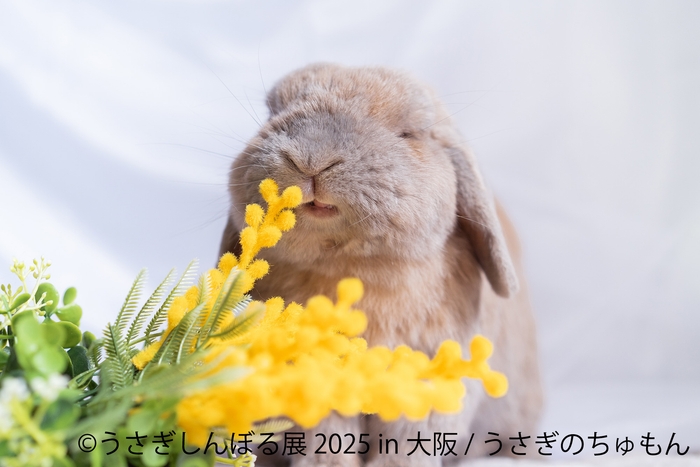 うさぎしんぼる 展示作品1