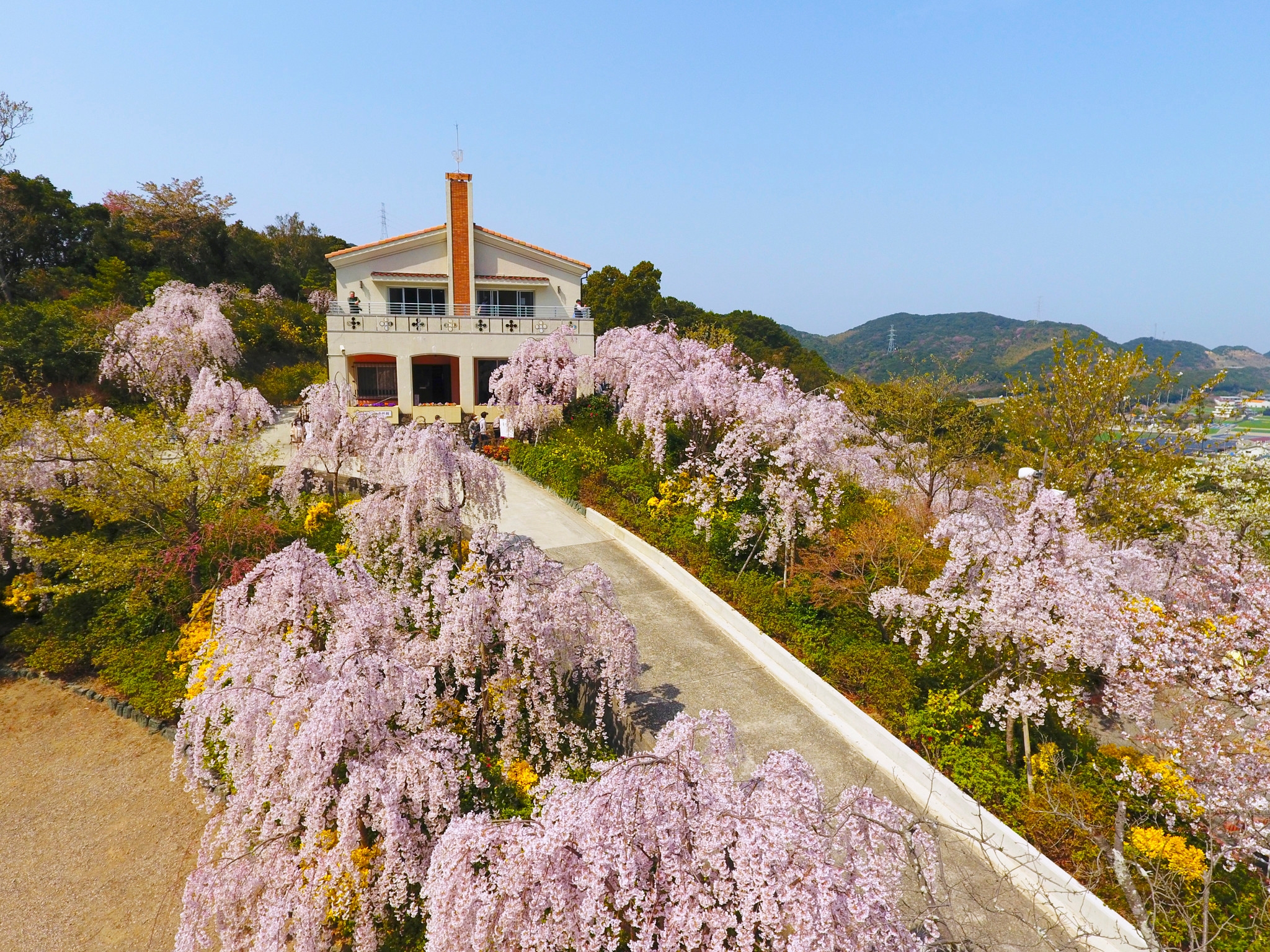 徳島県・アオアヲ ナルト リゾート】圧巻！しだれ桜450本「花見山