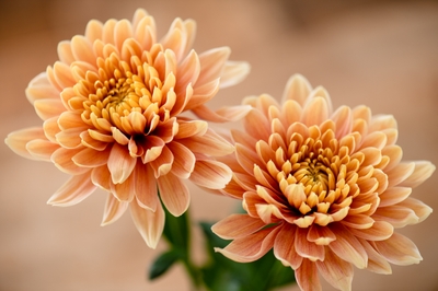 Mj2uwxSxQBOm7NhlegiJ.jpg?w=940&h=940