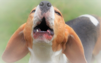 Ml9Grw6UoFpfDvbqfIIl.jpeg?w=940&h=940