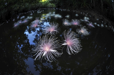 MlP8rIBZwJamPp4WjCDF.jpg?w=940&h=940