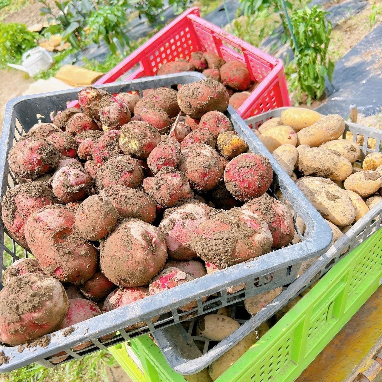TAN-SUの食育活動