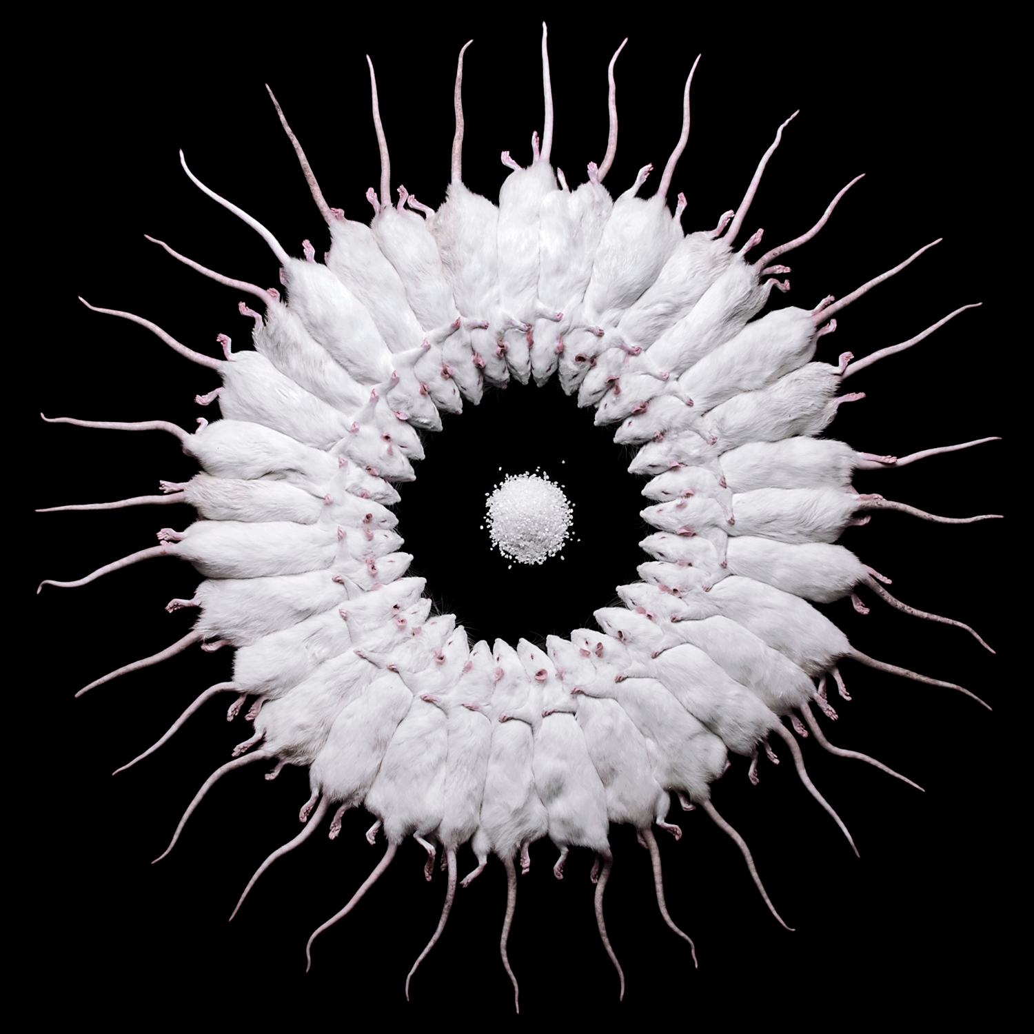 許力静(中国、1986)《Rat》 2010-15