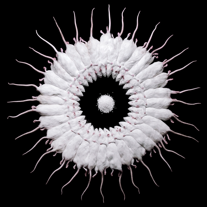 許力静(中国、1986)《Rat》 2010-15