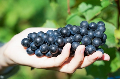 MqT54GEw9v7ED8kmCnqE.jpg?w=940&h=940