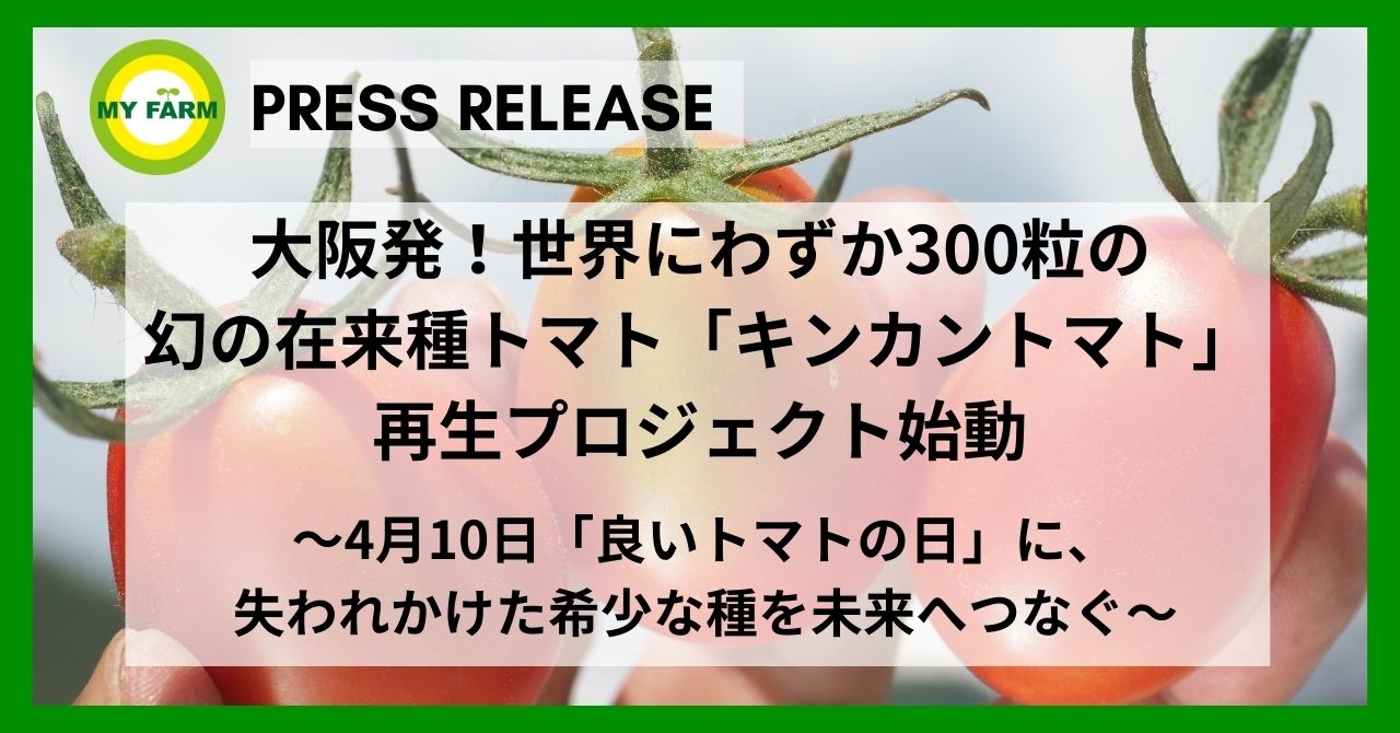 大阪発！世界にわずか300粒の幻の在来種トマト 「キンカントマト