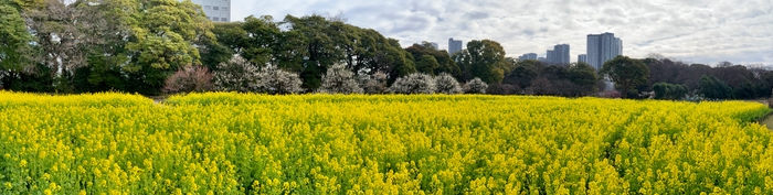 ナノハナとウメの競演(お花畑)