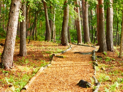 森の遊歩道で愛犬とお散歩