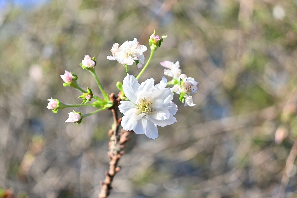 【東京都北区】飛鳥山公園に「十月桜」咲く