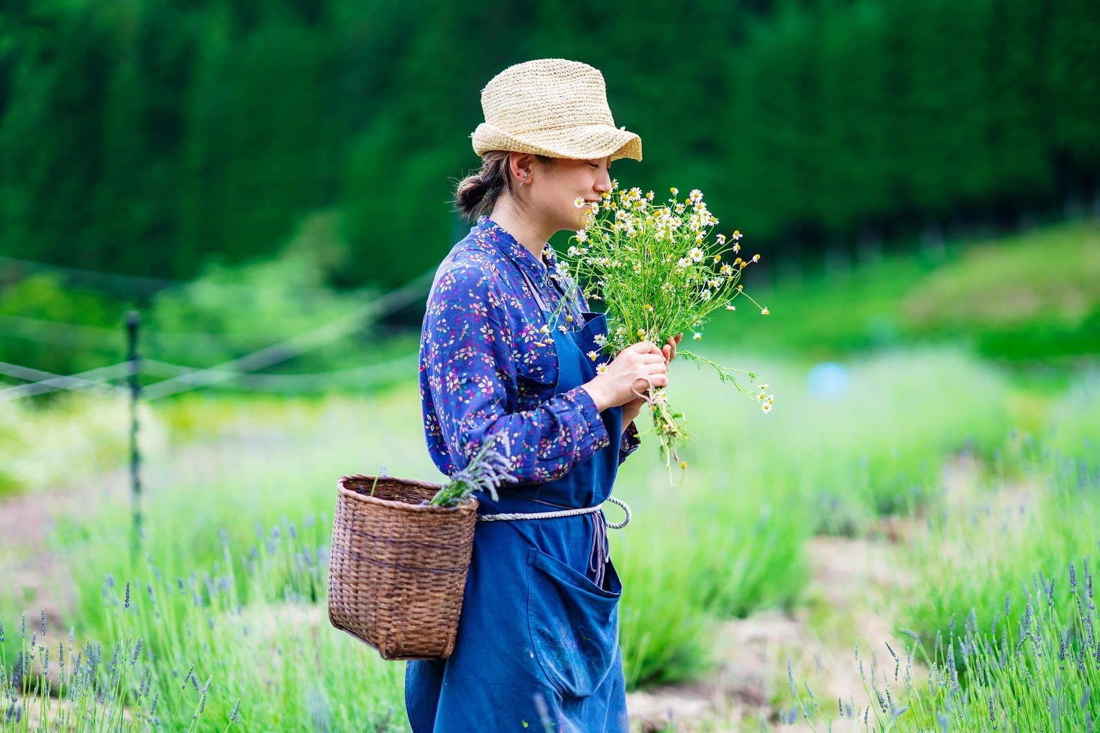 スキンケアに使用する香り豊かなハーブ収穫などで癒やしの体験を