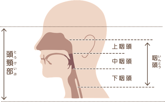 頭頸部と中咽頭