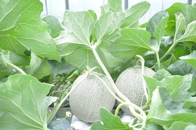 N2s62zsHvX6oTX6WgU0h.jpg?w=940&h=940