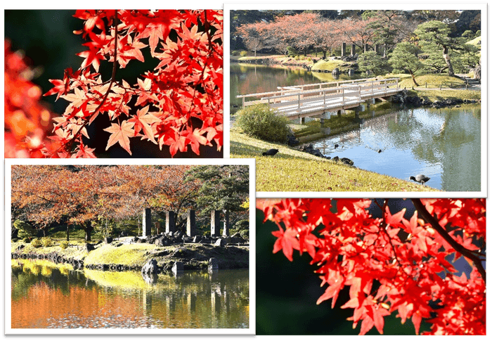 色鮮やかな紅葉の園内(昨年11~12月の様子)