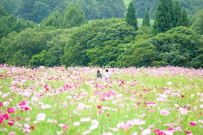 一面ピンク色のコスモス畑