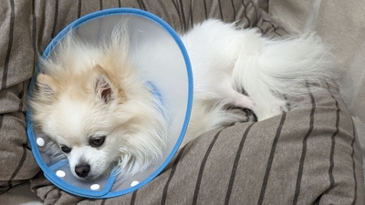 退院直後のそらくん