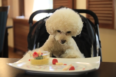 何を思っているのかな？わんちゃん目線の川柳もOK