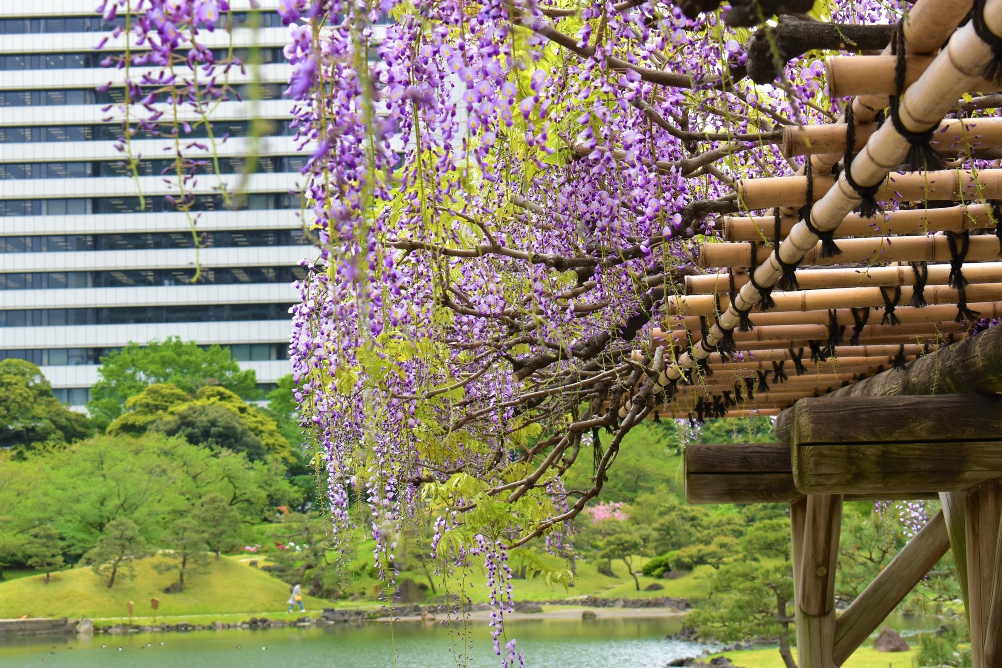 旧芝離宮恩賜庭園　春らんまん
～オリジナル手ぬぐい「庭園之景」、4月1日（水）発売開始～