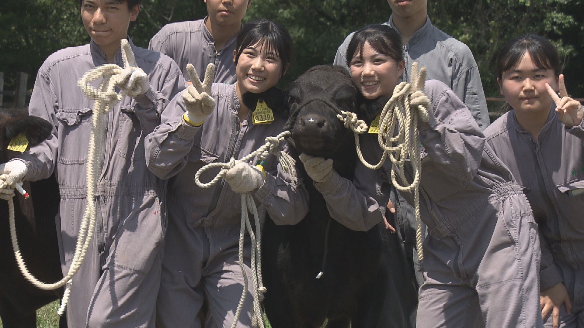挑むは「和牛甲子園」高校生たちの熱き戦いの行方は?!『牛とJK ~双子が挑む「和牛甲子園」への道~』