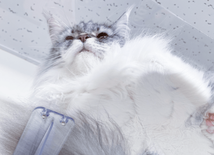 キャットステップ もふもふ