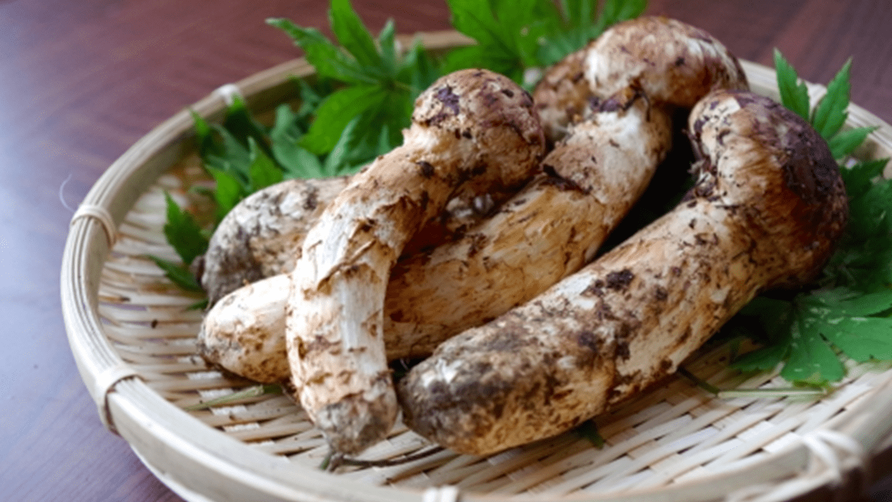 【希少品】ふるさと納税で国産松茸がもらえる!キノコの返礼品を徹底調査