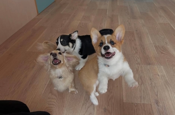 スタッフと遊ぶ子犬